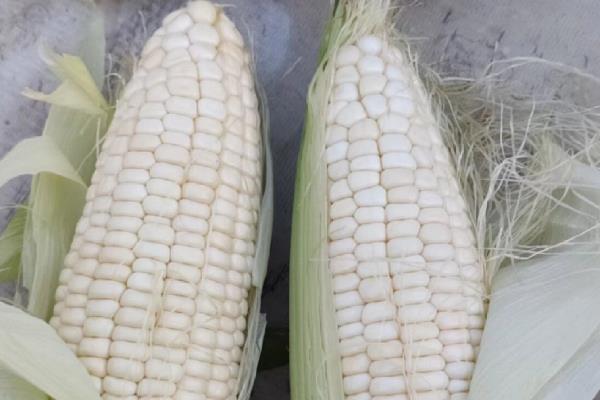什么品种的玉米又甜又糯,有密甜糯1号、黑甜糯168等