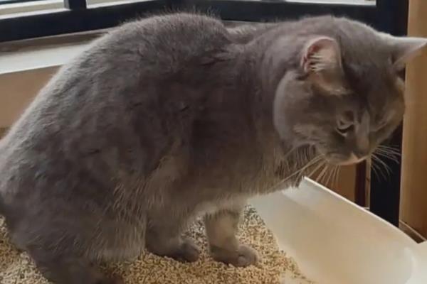 猫为什么会拉血尿，可能是膀胱炎、膀胱外伤等因素所致