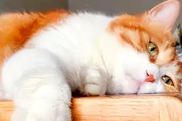 猫为什么会拉血尿，可能是膀胱炎、膀胱外伤等因素所致