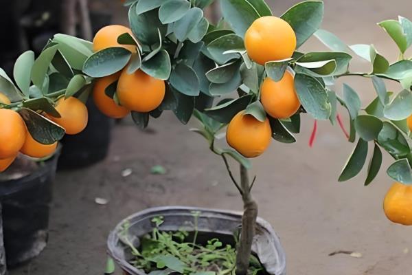 桔子树可以露天过冬吗，可以露地过冬