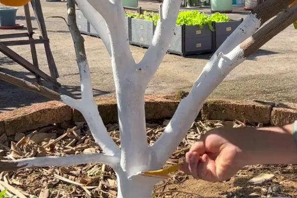 桔子树可以露天过冬吗，可以露地过冬