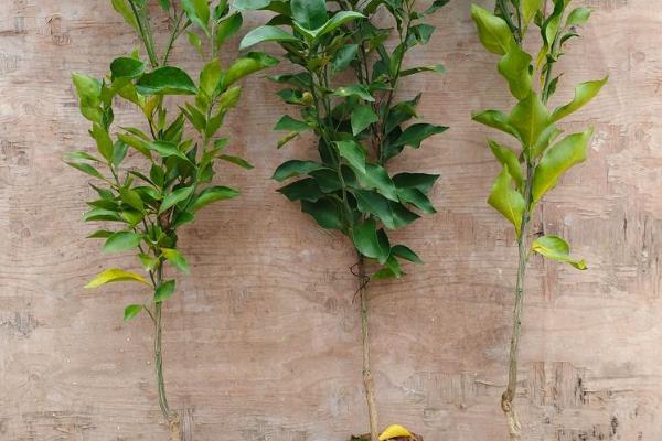 桔子树可以露天过冬吗，可以露地过冬