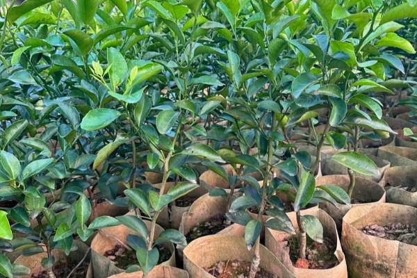 桔子树可以露天过冬吗，可以露地过冬