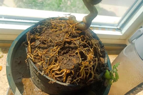 桔子树可以露天过冬吗，可以露地过冬