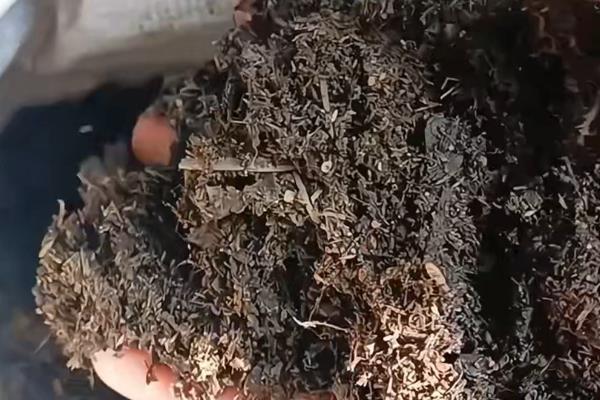 桔子树可以露天过冬吗，可以露地过冬