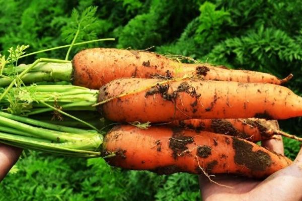 秋胡萝卜的最晚种植时间，可选择7月中旬至8月下旬