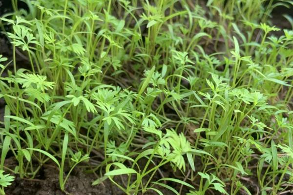 秋胡萝卜的最晚种植时间，可选择7月中旬至8月下旬