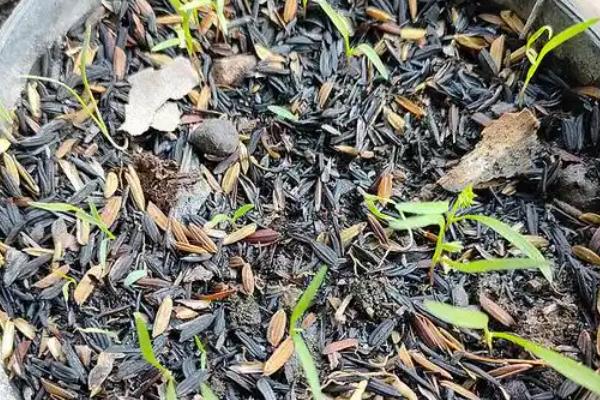 秋胡萝卜的最晚种植时间，可选择7月中旬至8月下旬