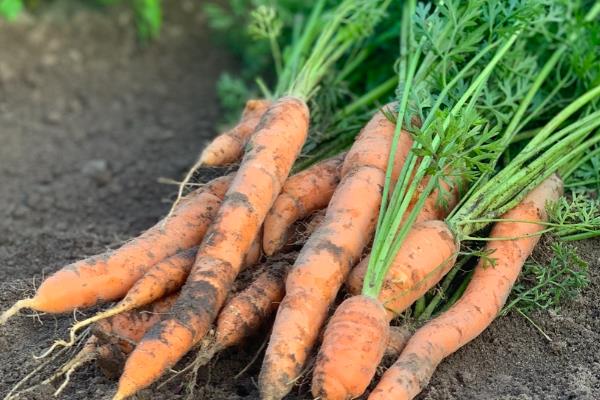 秋胡萝卜的最晚种植时间，可选择7月中旬至8月下旬