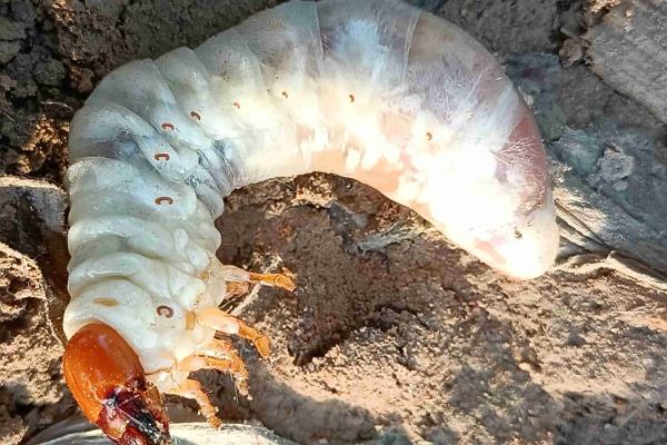 秋胡萝卜的最晚种植时间，可选择7月中旬至8月下旬