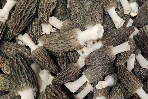 羊肚菌如何种植，喜欢生长在低温高湿的环境中