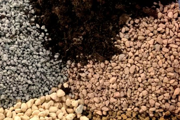 羊肚菌如何种植，喜欢生长在低温高湿的环境中