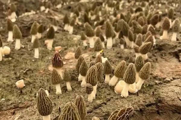 羊肚菌如何种植，喜欢生长在低温高湿的环境中