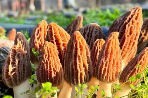 羊肚菌如何种植，喜欢生长在低温高湿的环境中