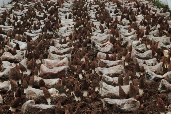 羊肚菌如何种植，喜欢生长在低温高湿的环境中