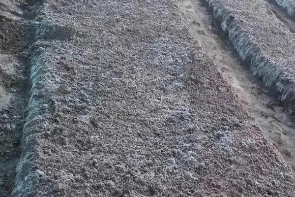 羊肚菌如何种植，喜欢生长在低温高湿的环境中