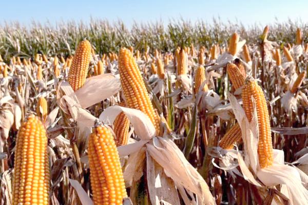 哪些作物在秋天成熟，常见水稻、萝卜、大豆等品种