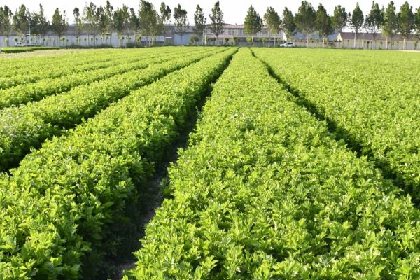 哪些作物在秋天成熟，常见水稻、萝卜、大豆等品种