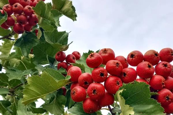 哪些作物在秋天成熟，常见水稻、萝卜、大豆等品种