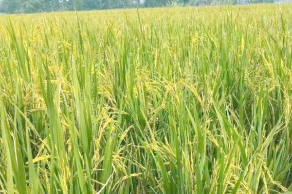 哪些作物在秋天成熟，常见水稻、萝卜、大豆等品种