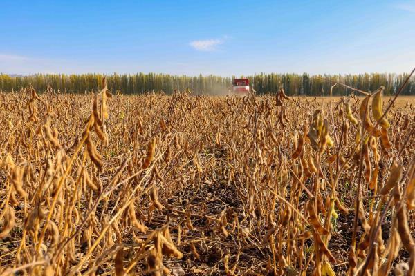 哪些作物在秋天成熟，常见水稻、萝卜、大豆等品种