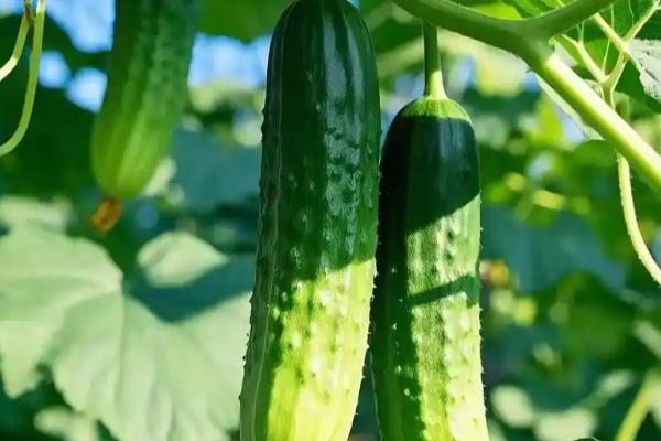 哪些作物在秋天成熟，常见水稻、萝卜、大豆等品种