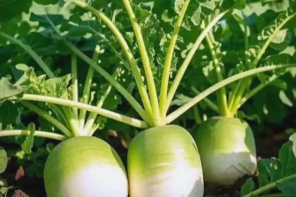 哪些作物在秋天成熟，常见水稻、萝卜、大豆等品种