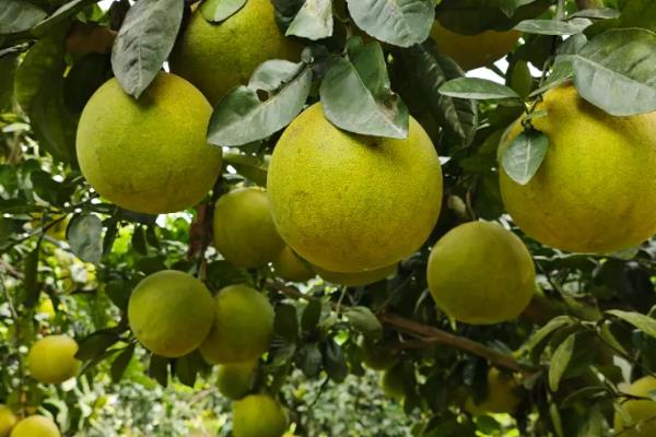 哪些作物在秋天成熟，常见水稻、萝卜、大豆等品种