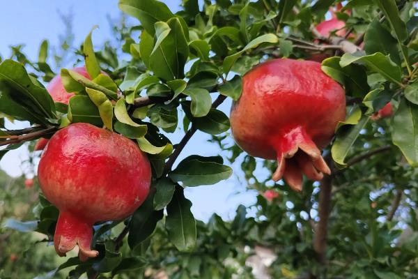 哪些作物在秋天成熟，常见水稻、萝卜、大豆等品种