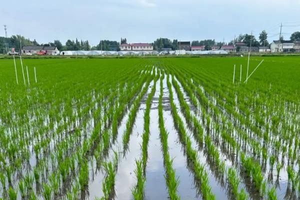 哪些作物在秋天成熟，常见水稻、萝卜、大豆等品种