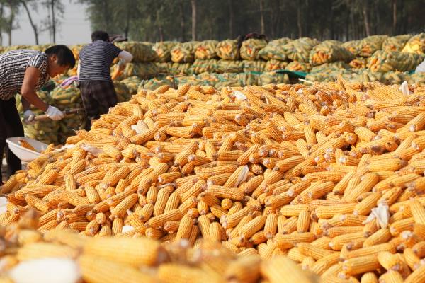 哪些作物在秋天成熟，常见水稻、萝卜、大豆等品种