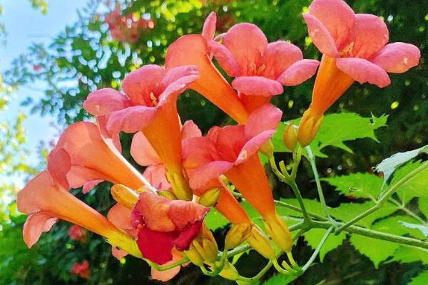 凌霄花要不要打顶，生长是需要打顶的