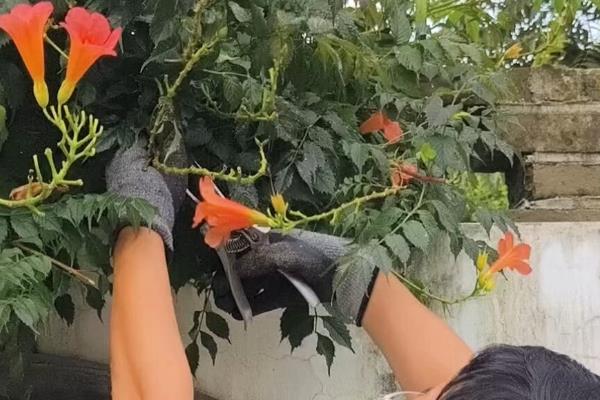 凌霄花要不要打顶，生长是需要打顶的