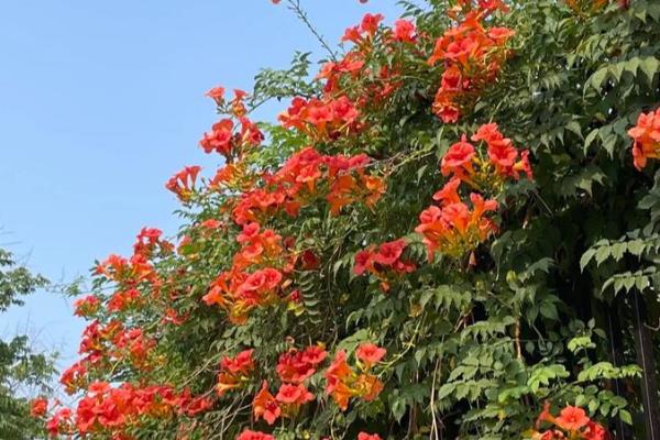 凌霄花要不要打顶，生长是需要打顶的