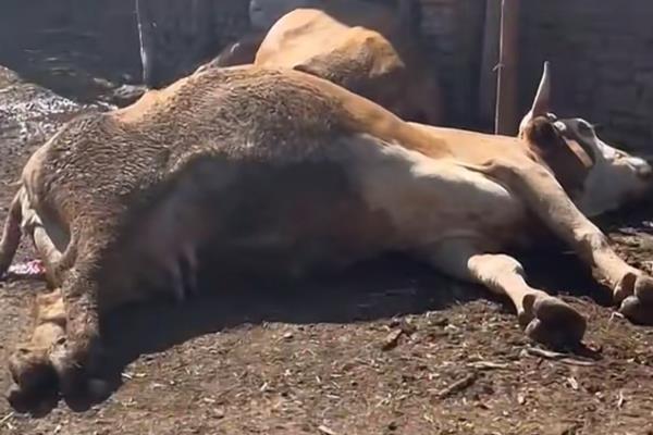 牛病毒性腹泻用什么药,可以使用丁胺卡那霉素注射液