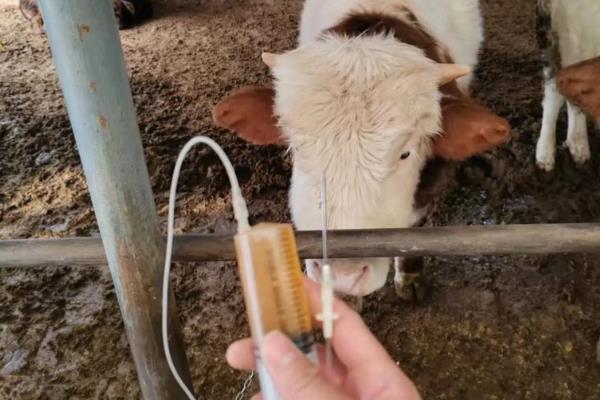 牛病毒性腹泻用什么药,可以使用丁胺卡那霉素注射液