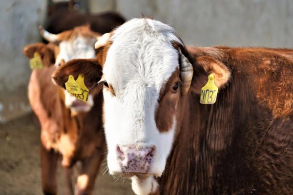 牛病毒性腹泻用什么药,可以使用丁胺卡那霉素注射液
