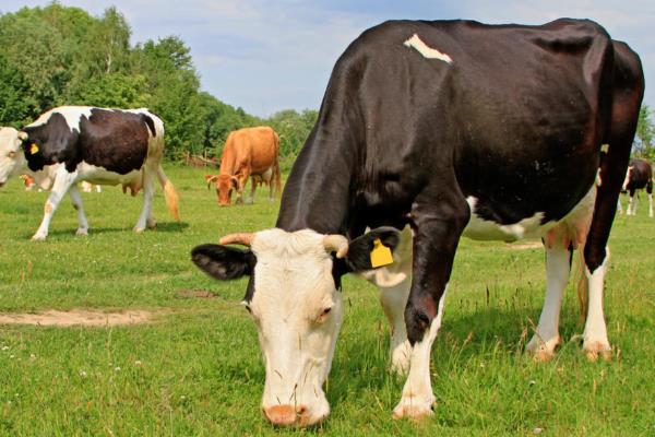 牛病毒性腹泻用什么药,可以使用丁胺卡那霉素注射液