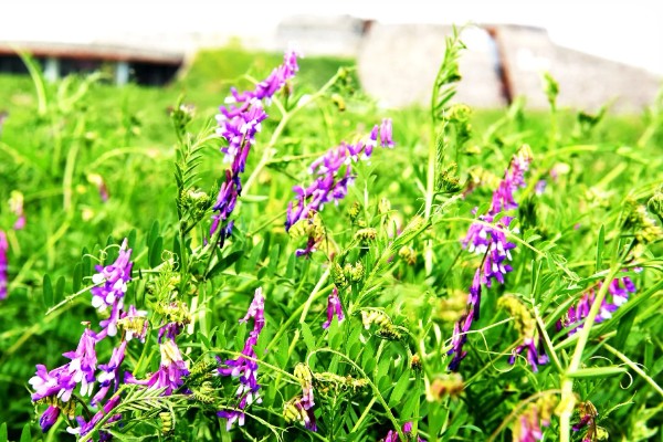 苕子的简介，属于豆科草本植物