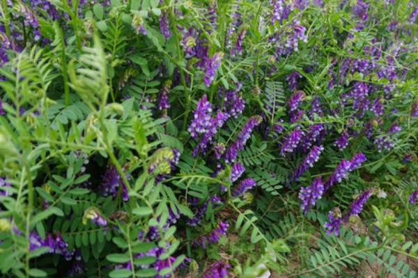 苕子的简介，属于豆科草本植物