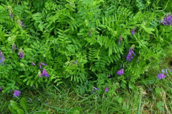 苕子的简介，属于豆科草本植物