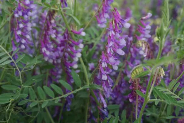 苕子的简介，属于豆科草本植物
