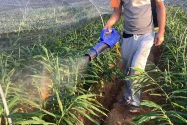 生姜苗枯萎了怎么处理,需加强肥水管理