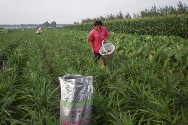 生姜苗枯萎了怎么处理,需加强肥水管理