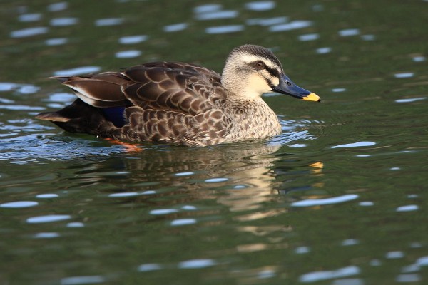 野鸭是不是保护动物,中华秋沙鸭是国家一级保护动物