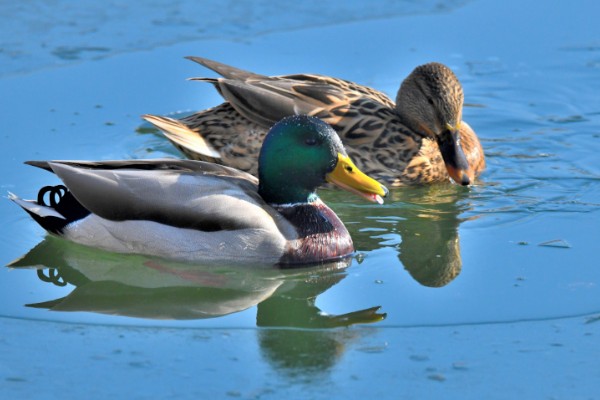 野鸭是不是保护动物,中华秋沙鸭是国家一级保护动物