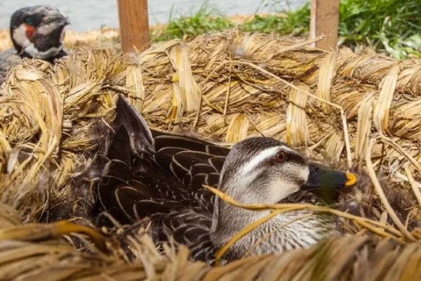 野鸭是不是保护动物,中华秋沙鸭是国家一级保护动物