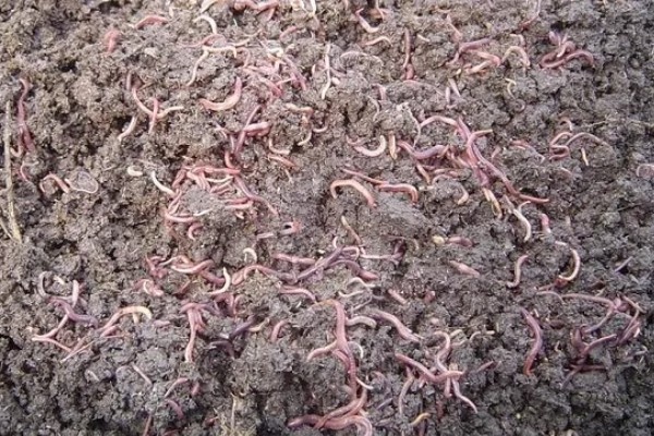 红蚯蚓怎么养殖，把温度保持在18-25℃