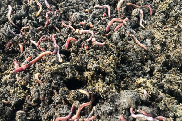 红蚯蚓怎么养殖，把温度保持在18-25℃