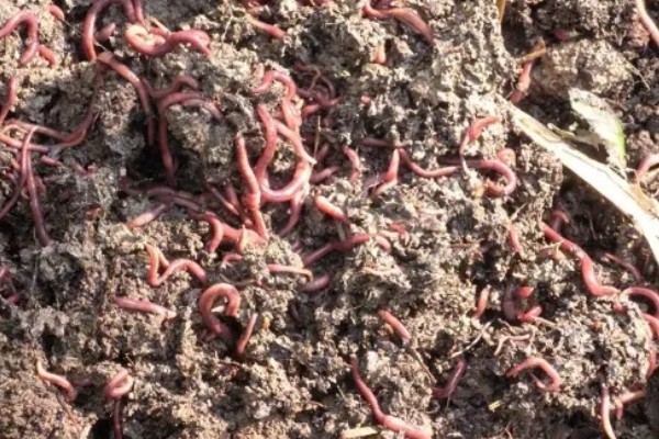 红蚯蚓怎么养殖，把温度保持在18-25℃